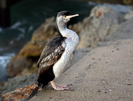 Spotted shag.NZ (Stictocarbo punctatus)