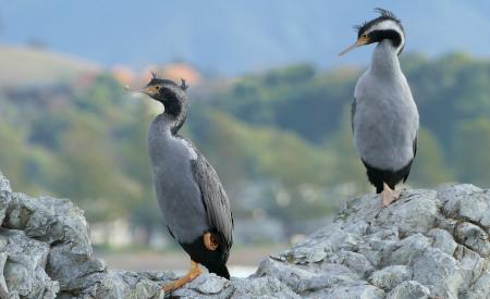 Spotted Shags. NZ
