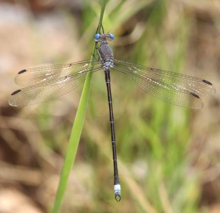 SPREADWING, GREAT (Archilastes grandis) (7-8-12) lower humboldt canyon, patagonia mts, scc, az -01