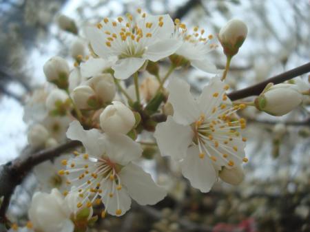 Spring blossoms