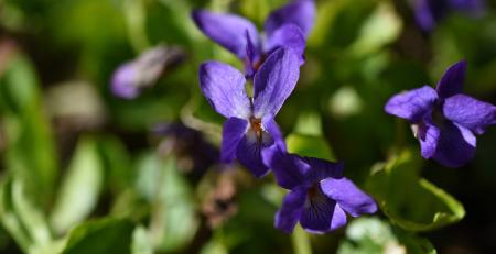 Spring Flower