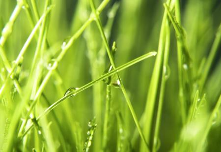 spring green grass