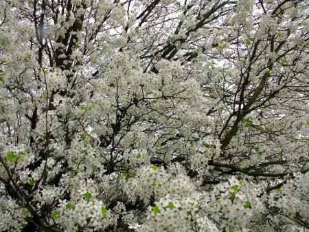 Spring tree blossom