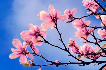 Spring tree blossoms