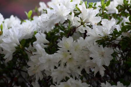 Spring white flower