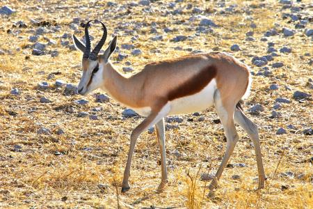 Springbok