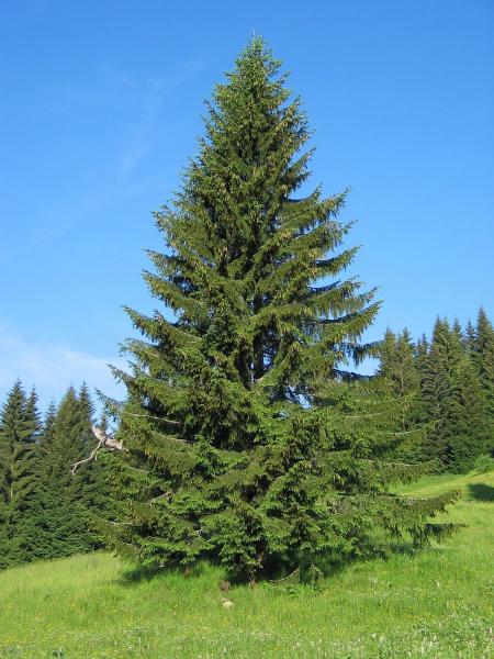 Spruce