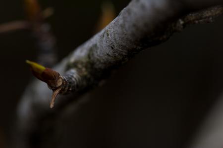 Spruce on a tree