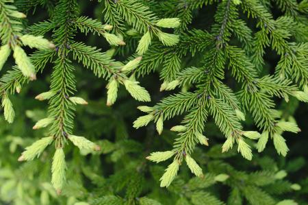 Spruce tips