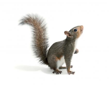 Photo of Squirrel