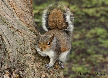Squirrel