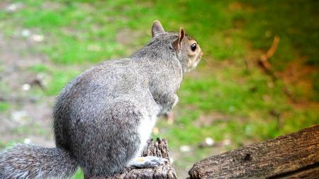 Squirrel Eating