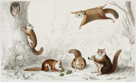 Squirrel Illustration