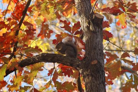 Squirrel in a fall tree