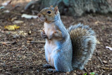 Squirrel in Washington