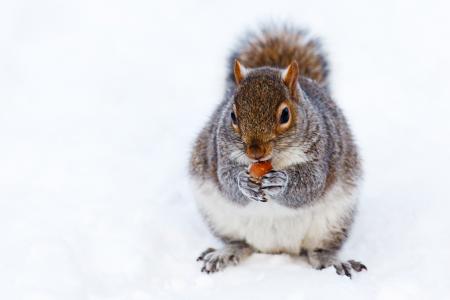 Squirrel in Winter