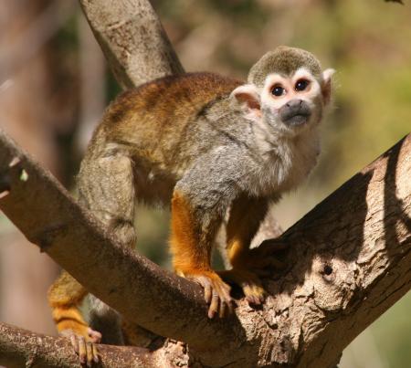 Squirrel Monkey