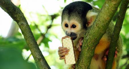 Squirrel Monkey