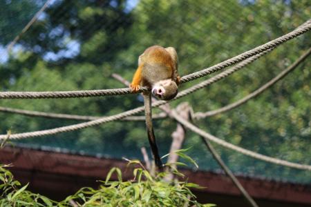 Squirrel Monkey