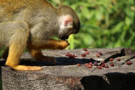 Squirrel Monkey