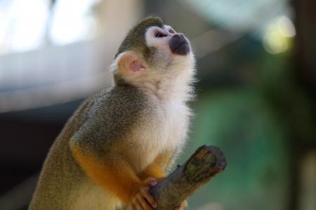 Squirrel Monkey