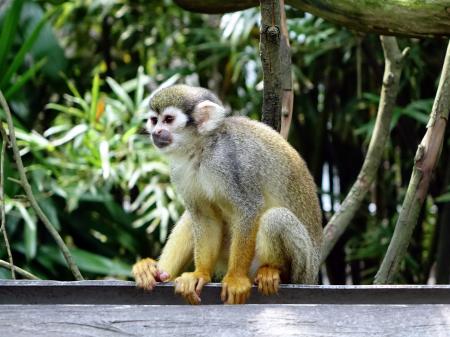 Squirrel Monkey