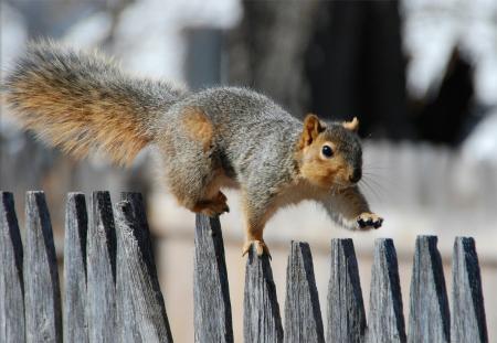Squirrel On Fence