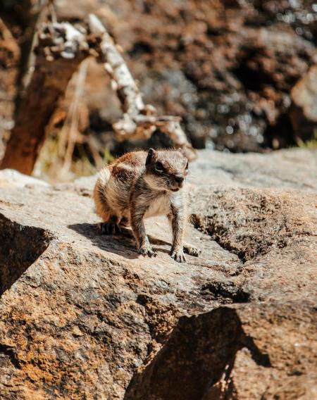 Squirrel on Rock