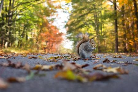 Squirrel on the Road