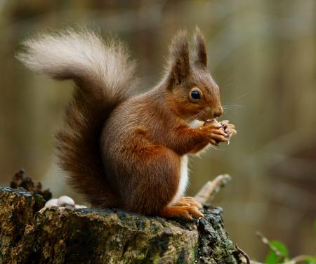 Squirrel Posing