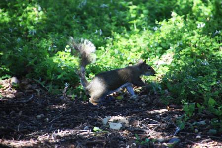 Squirrel running on the lawn