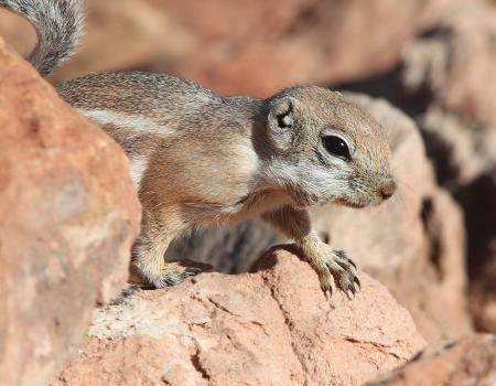 SQUIRREL, WHITE-TAILED ANTELOPE (Ammospermophilus leucurus) (10-13-11) burr point, garfield co, ut -04