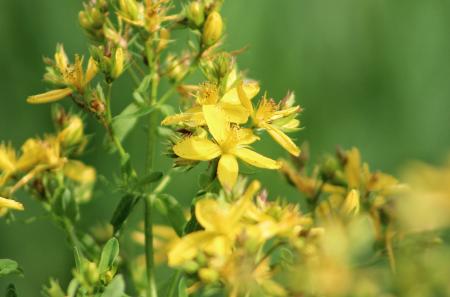 St. John's Wort