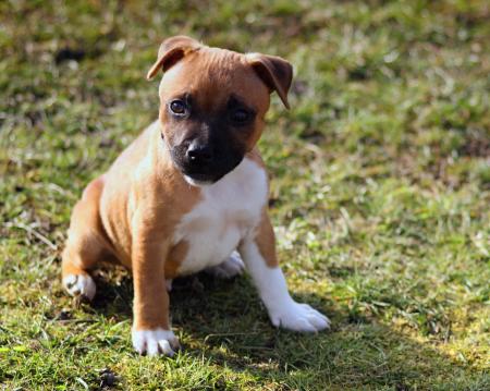 Stafford-Shire Bull-terrier Puppy