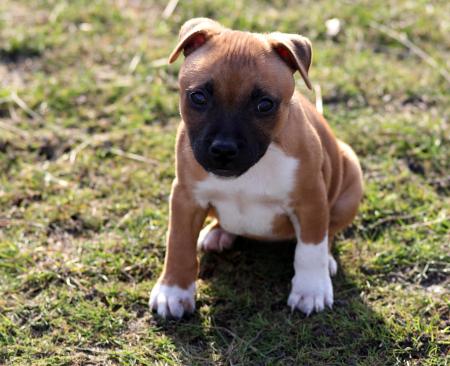 Stafford-shire Bull-terrier Puppy