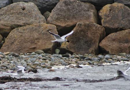 Stages of Flight