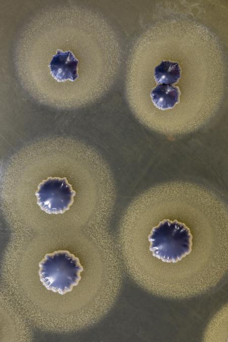Staphylococcus aureus growing on agar