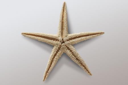 Starfish