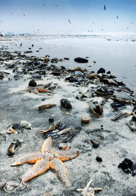 Starfish and shells washed to shore