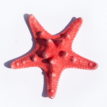 Starfish isolated on white background