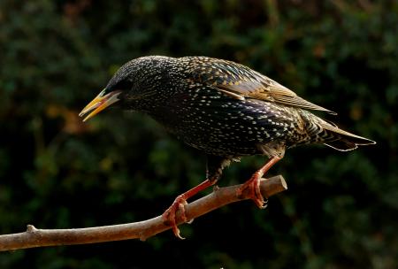 Starling (Sternus vulgaris)