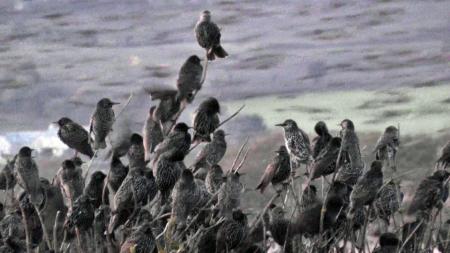 Starlings roosting