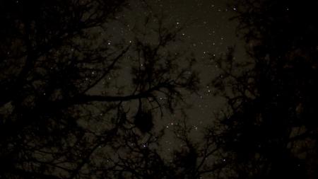Stars Behind Treetops