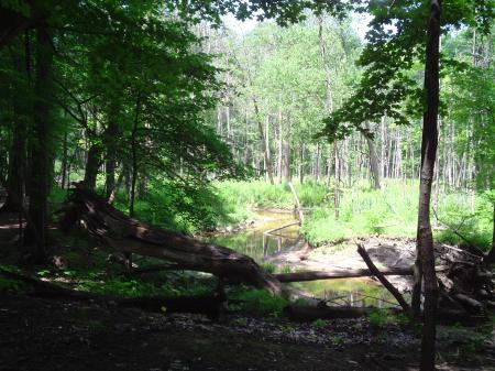 Sticks in the Stream