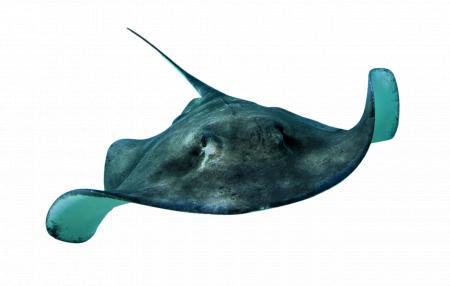 Sting Ray