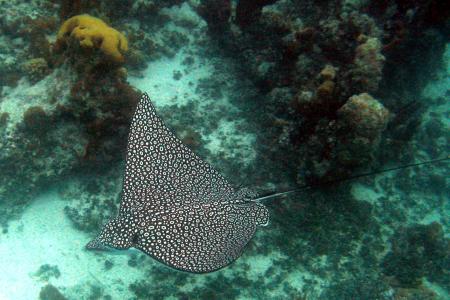 Sting Ray