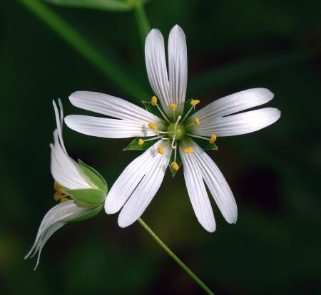 Stitchwort in the Garden