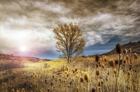 Stock Photography of Brown Leaf Tree Under Cloudy Sky