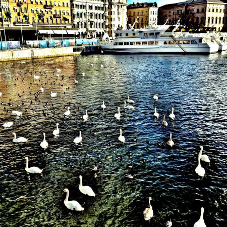 Stockholm  Swan