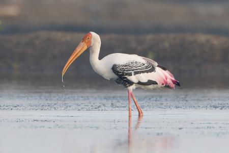 Stork